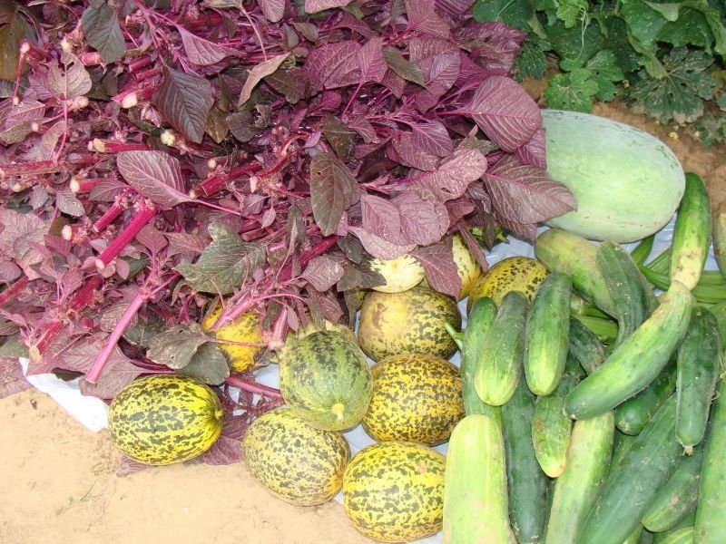 2011 Community Garden